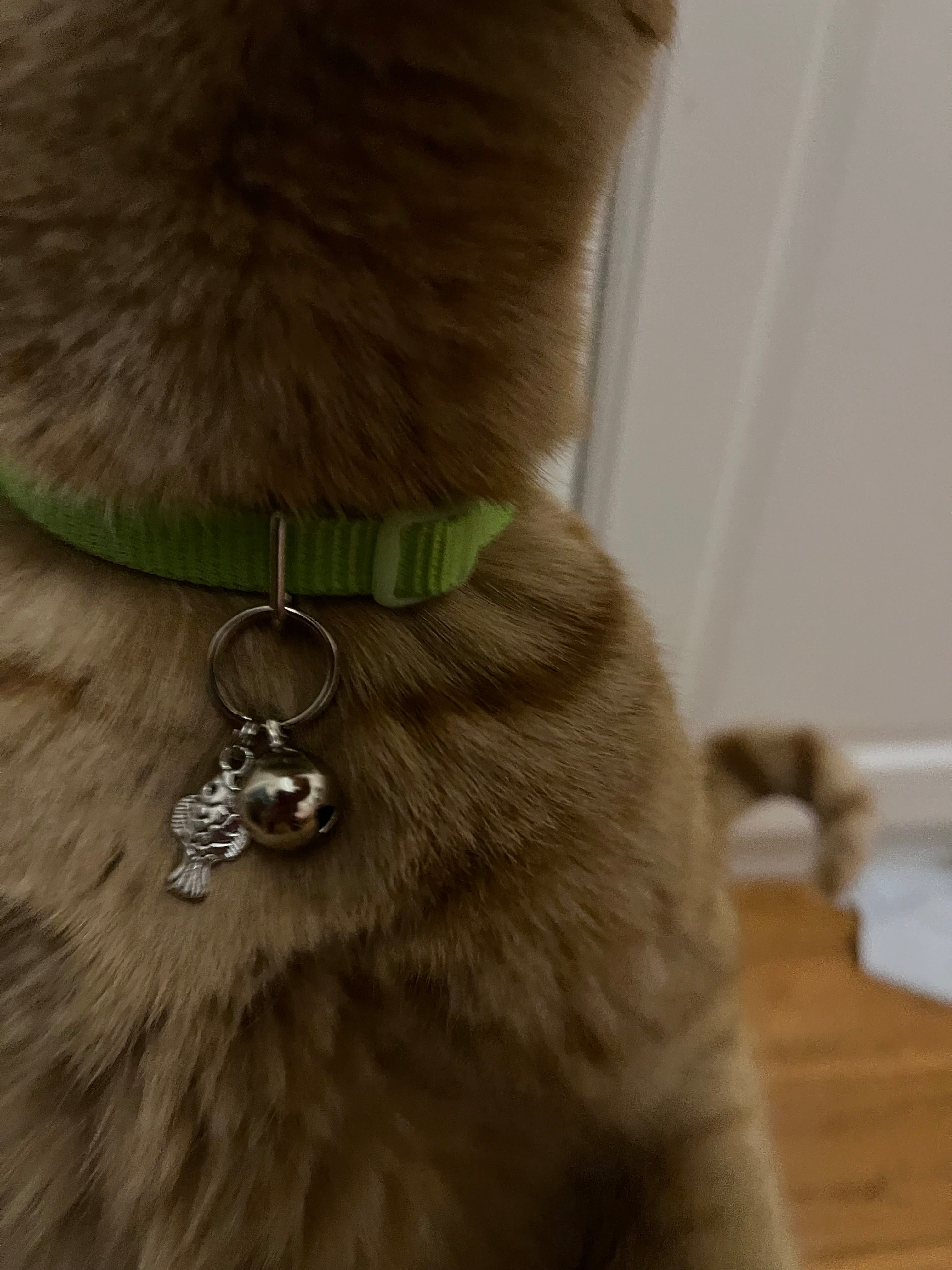 25 - Cat Collar Hardware Kits for DIY cat collar