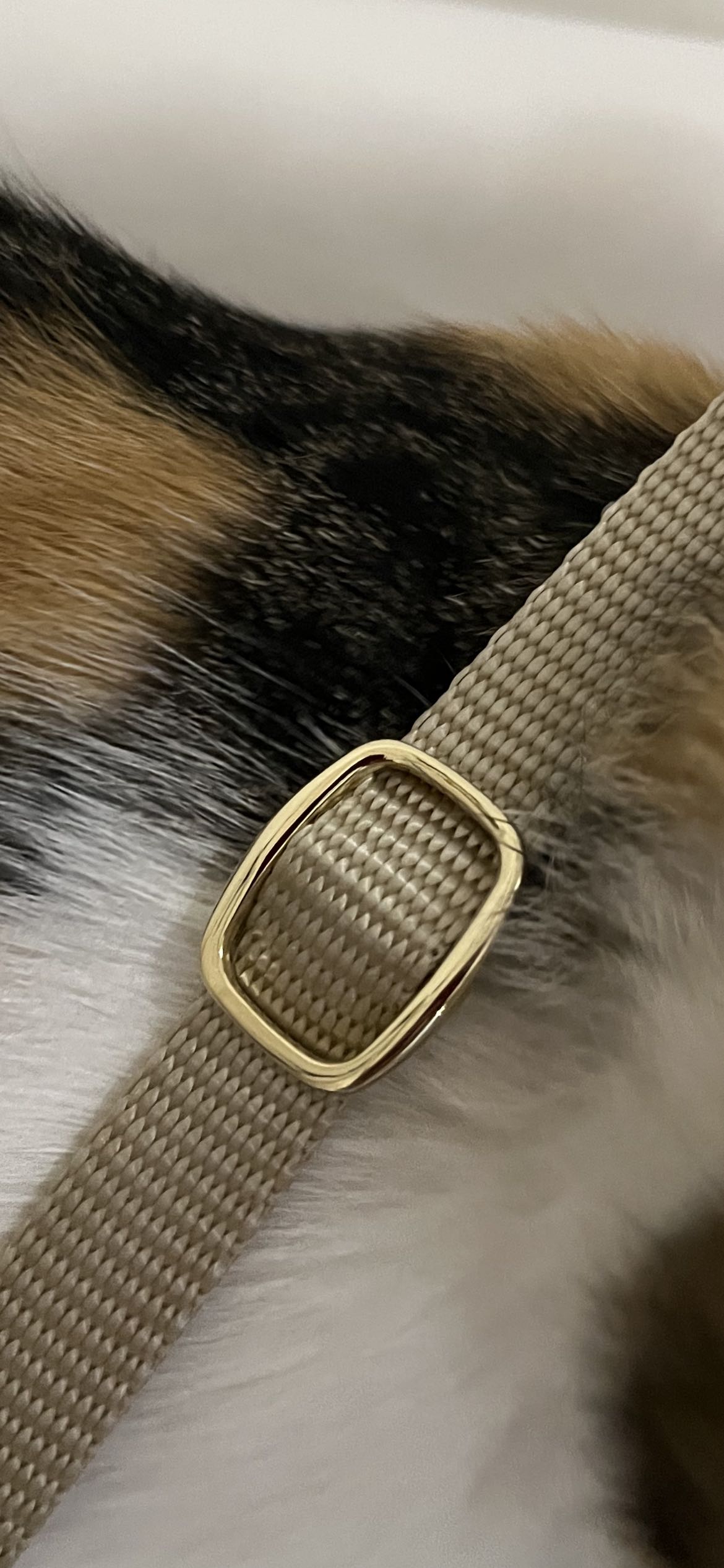 25x 15mm Wide Mouth Metal Round Triglides Webbing Sildes Cat Collar